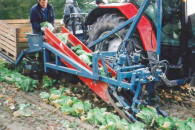 Zbiór KAPUSTY PEKIŃSKIEJ