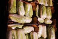 Do obiernia pakowania KAPUSTY PEKIŃSKIEJ