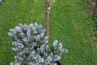 Sosny,świerki szczepione ,formowane