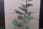 Niwaki bonsai