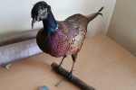 Sprzedam sztucznego bażanta