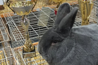 Wiedeński niebieski