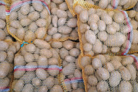 Ziemniaki jadalne Queen Anna królowa Anna