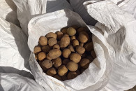 Ziemniaki paszowe workowane.