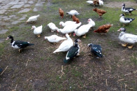 Kaczki na rosół żywe lub skubane