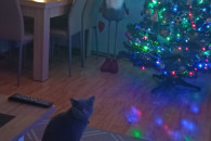 Sprzedam choinkę bez ozdób