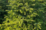 Choinki jodła kaukaska