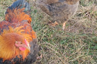 Kogut rasy wyandotte falista, złota