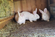 SPRZEDAM KRÓLIKI