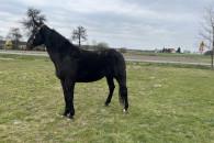 Klacz kara wysoka 170cm trzy lata ogier bas