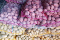 Ziemniaki jadalne paszowe sadzeniak