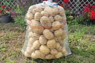 Polski ziemniak Denar