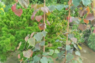 Judaszowiec kanadyjski