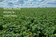 Dzierżawa szukam Wójcice Borysławice BŁASZKI