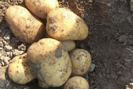 Ziemniaki jadalne - paszowe