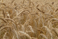 żyto ozime IGOR 1 rok po centrali