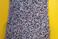 pszenica dla kur, kaczek, drobiu