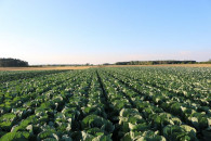 PRZYJMĘ PRACOWNIKÓW DO ZBIORU KAPUSTY!!