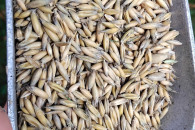 Owies jary odmiana Poker