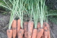 Sprzedam Marchew patewną Krystyna