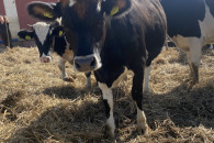 Jałówka wysokocielna