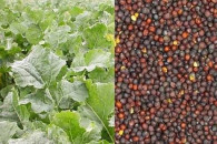 Rzepik ziarno , poplon