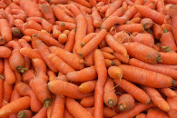 Marchew odpadowa,wspaniała na soki !bDowóz