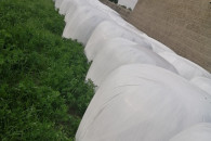 Sianokiszonka z lucerny