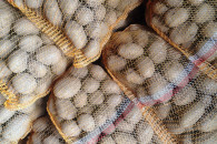 Ziemniaki jadalne odmiana Tajfun