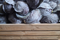 Kapusta czerwona i biała