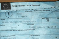 Ziemniaki Riviera kal 3-5,5cm świeże