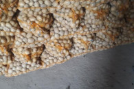 Sprzredam ziemniaki Riviera kal. 35-55