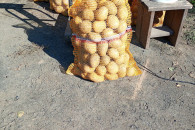 Sprzedam ziemniaki odmiana Ignacy