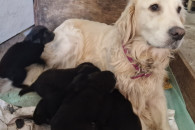 oddam szczenięta matka Golden Retriever