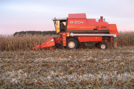 Koszenie kukurydzy na ziarno