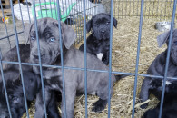 Szczeniak piesek suczka Cane Corso