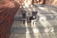 Owczarki Niemieckie Użytkowe