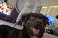 Szczeniak 8 miesięcy