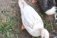 Parka call duck kaczki