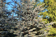 Choinki żywe świerk srebrny, serbski, pospolity