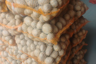 Ziemniaki Soraya,Tajfun