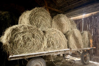 Zamienię siano na słomę