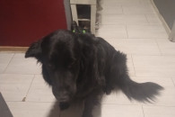 Owczarek staroniemiecki