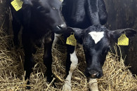 Sprzedam jałoszke czarnobiala