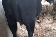 Jałówka wysokocielna