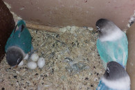 Papugi nierozłączki i inne