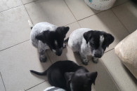 Szczeniaki wyżeł pieski