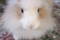 Oddam Królika Miniaturkę