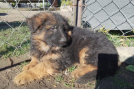 Owczarki Niemieckie Długowłose