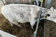 Sprzedam byczka BBB 140kg